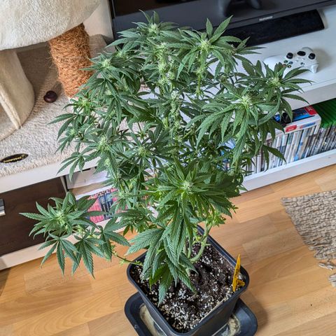Gorilla Glue 🦍🤏🏻 (Zamnesia) growlog timeline photo