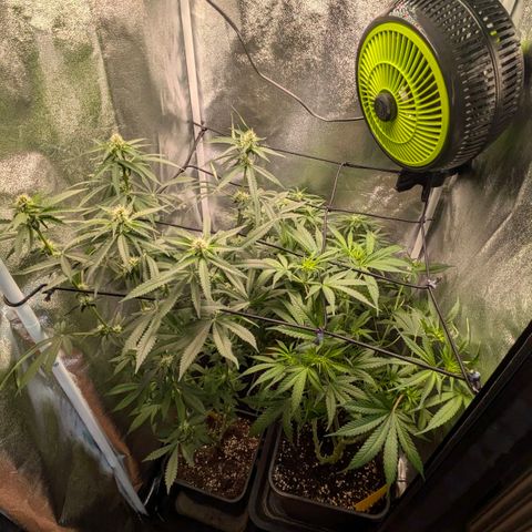 Gorilla Glue 🦍🤏🏻 (Zamnesia) growlog timeline photo