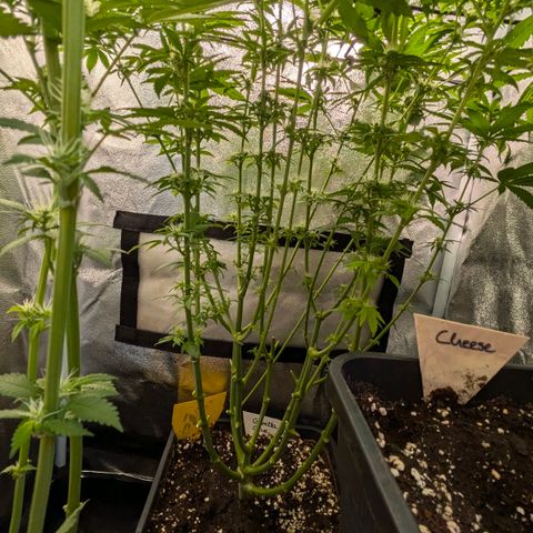 Gorilla Glue 🦍🤏🏻 (Zamnesia) growlog timeline photo