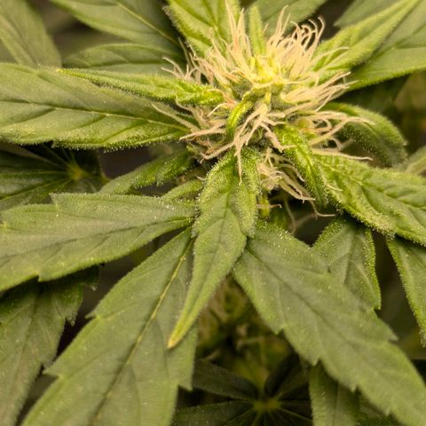 Gorilla Glue 🦍🤏🏻 (Zamnesia) growlog timeline photo