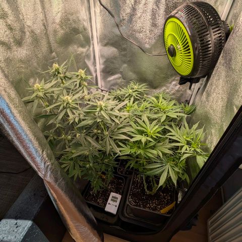 Gorilla Glue 🦍🤏🏻 (Zamnesia) growlog timeline photo