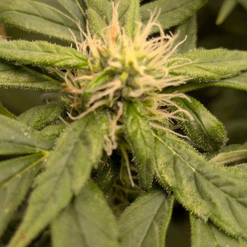 Gorilla Glue 🦍🤏🏻 (Zamnesia) growlog timeline photo