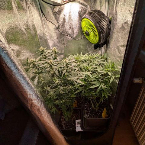 Gorilla Glue 🦍🤏🏻 (Zamnesia) growlog timeline photo