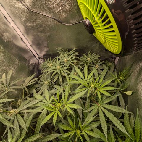 Gorilla Glue 🦍🤏🏻 (Zamnesia) growlog timeline photo