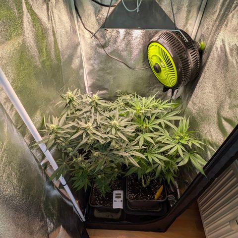 Gorilla Glue 🦍🤏🏻 (Zamnesia) growlog timeline photo