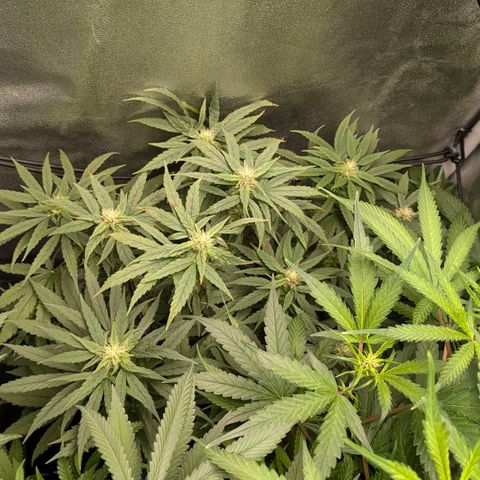 Gorilla Glue 🦍🤏🏻 (Zamnesia) growlog timeline photo