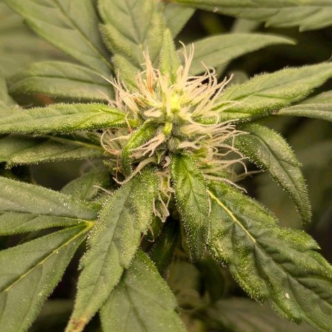 Gorilla Glue 🦍🤏🏻 (Zamnesia) growlog timeline photo