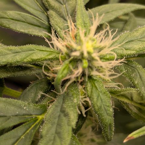 Gorilla Glue 🦍🤏🏻 (Zamnesia) growlog timeline photo