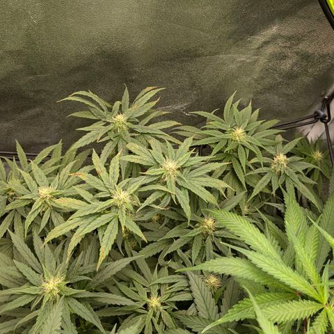 Gorilla Glue 🦍🤏🏻 (Zamnesia) growlog timeline photo