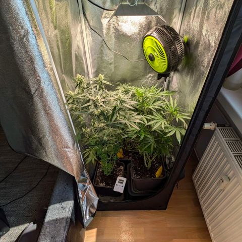 Gorilla Glue 🦍🤏🏻 (Zamnesia) growlog timeline photo