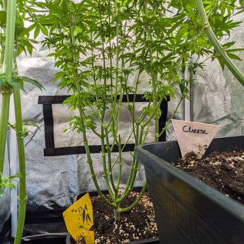 Gorilla Glue 🦍🤏🏻 (Zamnesia) growlog timeline photo