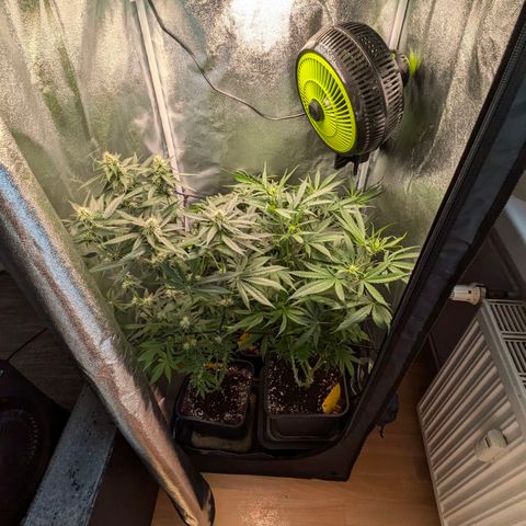 Gorilla Glue 🦍🤏🏻 (Zamnesia) growlog timeline photo