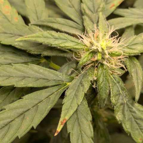 Gorilla Glue 🦍🤏🏻 (Zamnesia) growlog timeline photo