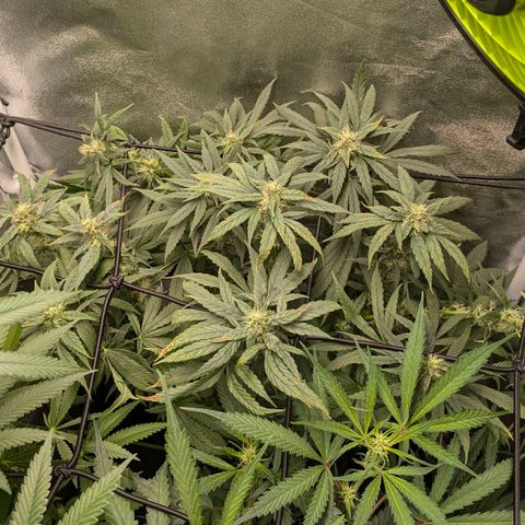 Gorilla Glue 🦍🤏🏻 (Zamnesia) growlog timeline photo