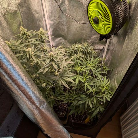 Gorilla Glue 🦍🤏🏻 (Zamnesia) growlog timeline photo
