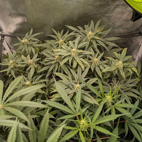 Gorilla Glue 🦍🤏🏻 (Zamnesia) growlog timeline photo