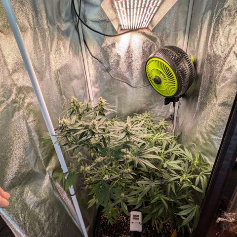 Gorilla Glue 🦍🤏🏻 (Zamnesia) growlog timeline photo