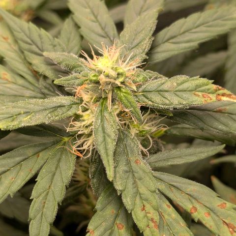 Gorilla Glue 🦍🤏🏻 (Zamnesia) growlog timeline photo