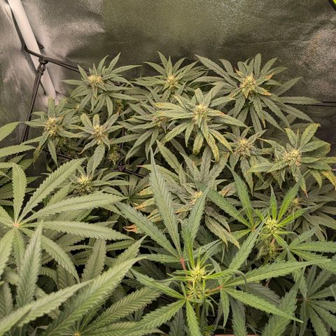 Gorilla Glue 🦍🤏🏻 (Zamnesia) growlog timeline photo
