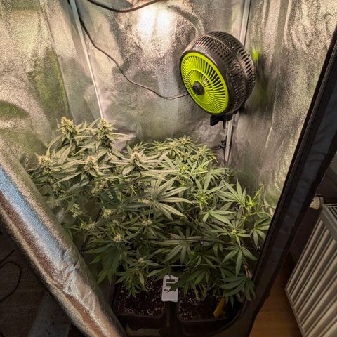 Gorilla Glue 🦍🤏🏻 (Zamnesia) growlog timeline photo