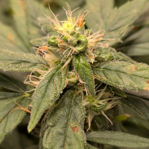 Gorilla Glue 🦍🤏🏻 (Zamnesia) growlog timeline photo
