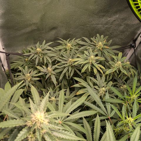 Gorilla Glue 🦍🤏🏻 (Zamnesia) growlog timeline photo