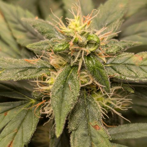 Gorilla Glue 🦍🤏🏻 (Zamnesia) growlog timeline photo