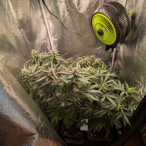 Gorilla Glue 🦍🤏🏻 (Zamnesia) growlog timeline photo