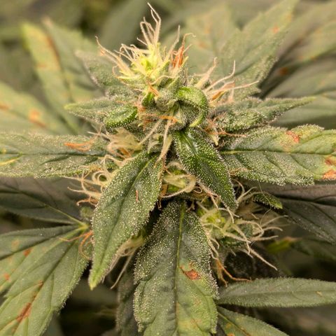 Gorilla Glue 🦍🤏🏻 (Zamnesia) growlog timeline photo