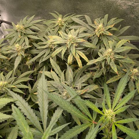 Gorilla Glue 🦍🤏🏻 (Zamnesia) growlog timeline photo