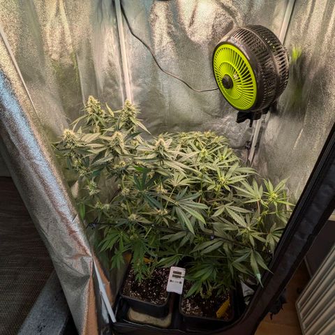 Gorilla Glue 🦍🤏🏻 (Zamnesia) growlog timeline photo