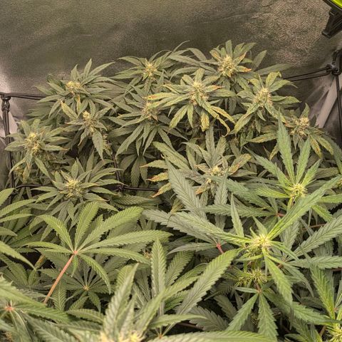 Gorilla Glue 🦍🤏🏻 (Zamnesia) growlog timeline photo