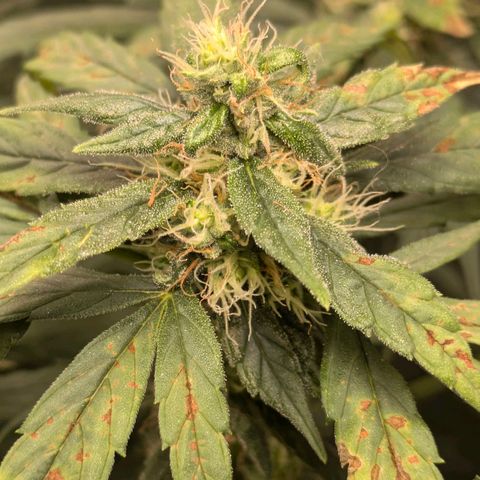 Gorilla Glue 🦍🤏🏻 (Zamnesia) growlog timeline photo