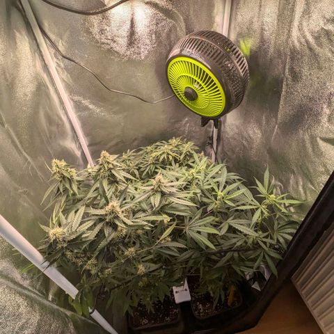 Gorilla Glue 🦍🤏🏻 (Zamnesia) growlog timeline photo
