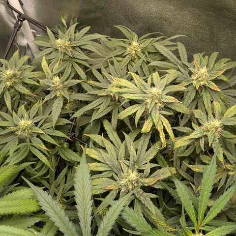 Gorilla Glue 🦍🤏🏻 (Zamnesia) growlog timeline photo