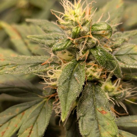 Gorilla Glue 🦍🤏🏻 (Zamnesia) growlog timeline photo