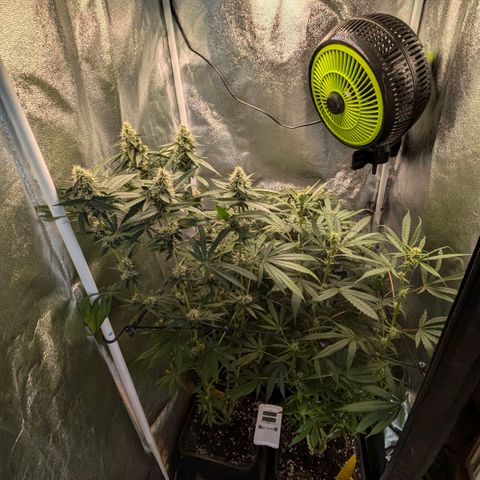 Gorilla Glue 🦍🤏🏻 (Zamnesia) growlog timeline photo