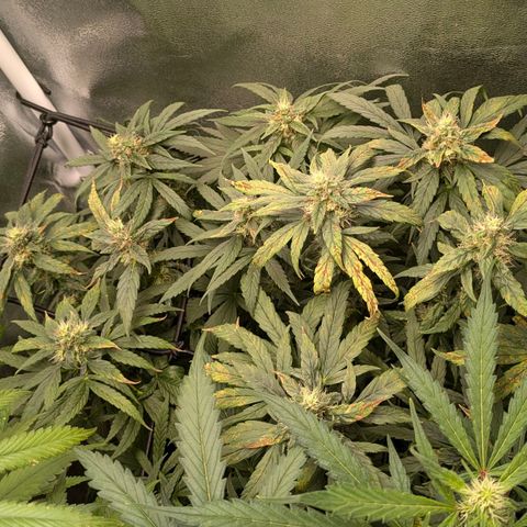 Gorilla Glue 🦍🤏🏻 (Zamnesia) growlog timeline photo
