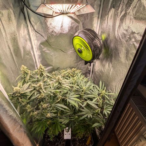 Gorilla Glue 🦍🤏🏻 (Zamnesia) growlog timeline photo