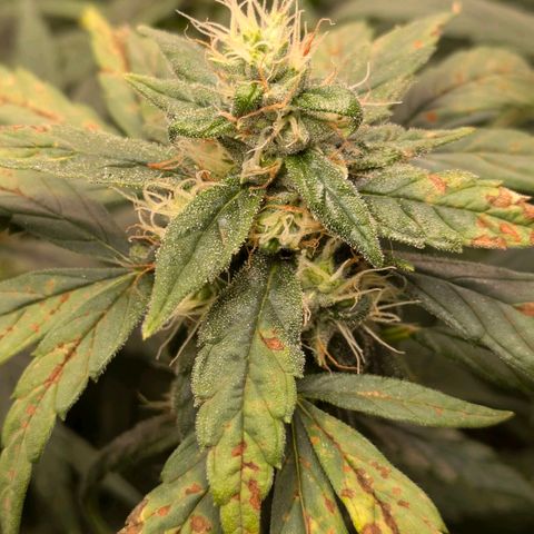 Gorilla Glue 🦍🤏🏻 (Zamnesia) growlog timeline photo