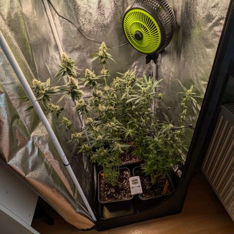 Gorilla Glue 🦍🤏🏻 (Zamnesia) growlog timeline photo