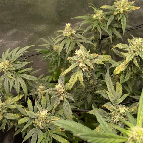 Gorilla Glue 🦍🤏🏻 (Zamnesia) growlog timeline photo