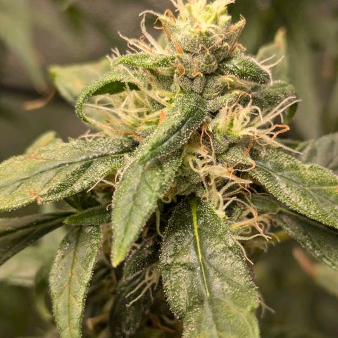 Gorilla Glue 🦍🤏🏻 (Zamnesia) growlog timeline photo