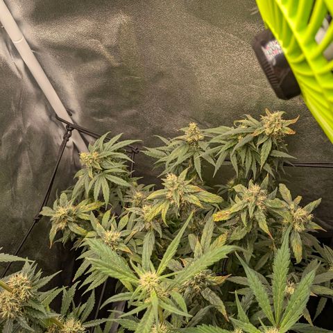 Gorilla Glue 🦍🤏🏻 (Zamnesia) growlog timeline photo