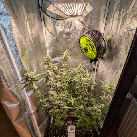 Gorilla Glue 🦍🤏🏻 (Zamnesia) growlog timeline photo