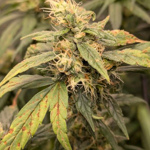 Gorilla Glue 🦍🤏🏻 (Zamnesia) growlog timeline photo