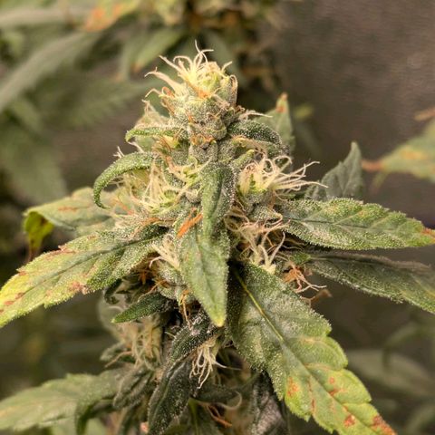 Gorilla Glue 🦍🤏🏻 (Zamnesia) growlog timeline photo