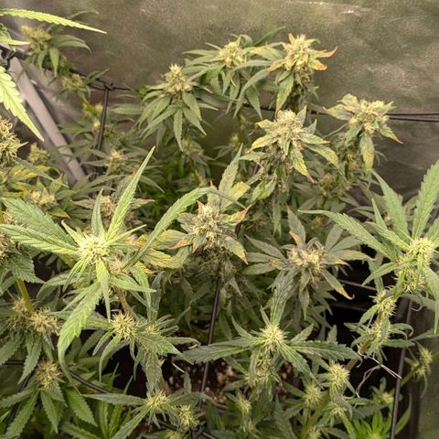 Gorilla Glue 🦍🤏🏻 (Zamnesia) growlog timeline photo