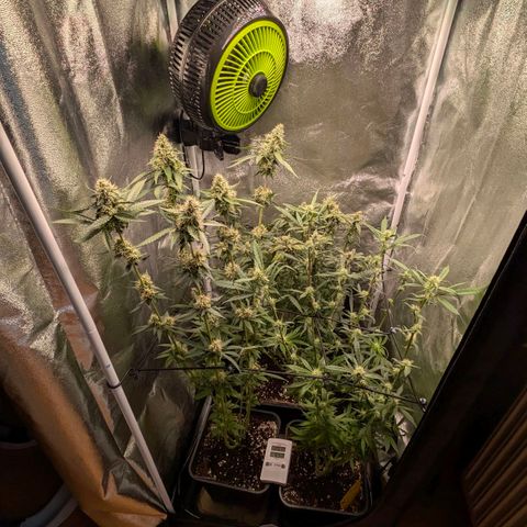 Gorilla Glue 🦍🤏🏻 (Zamnesia) growlog timeline photo
