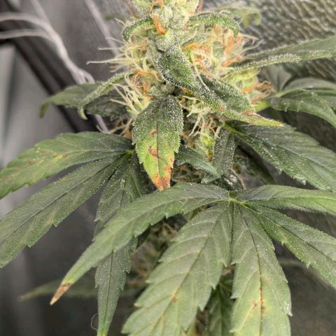 Gorilla Glue 🦍🤏🏻 (Zamnesia) growlog timeline photo